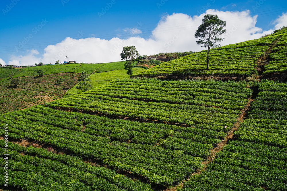 Tea plantation, Sri Lanka. Nature background