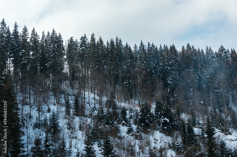 Beautiful snowy mountain spruce forest with frosted trees