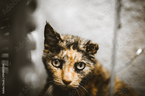 Sad Kitty