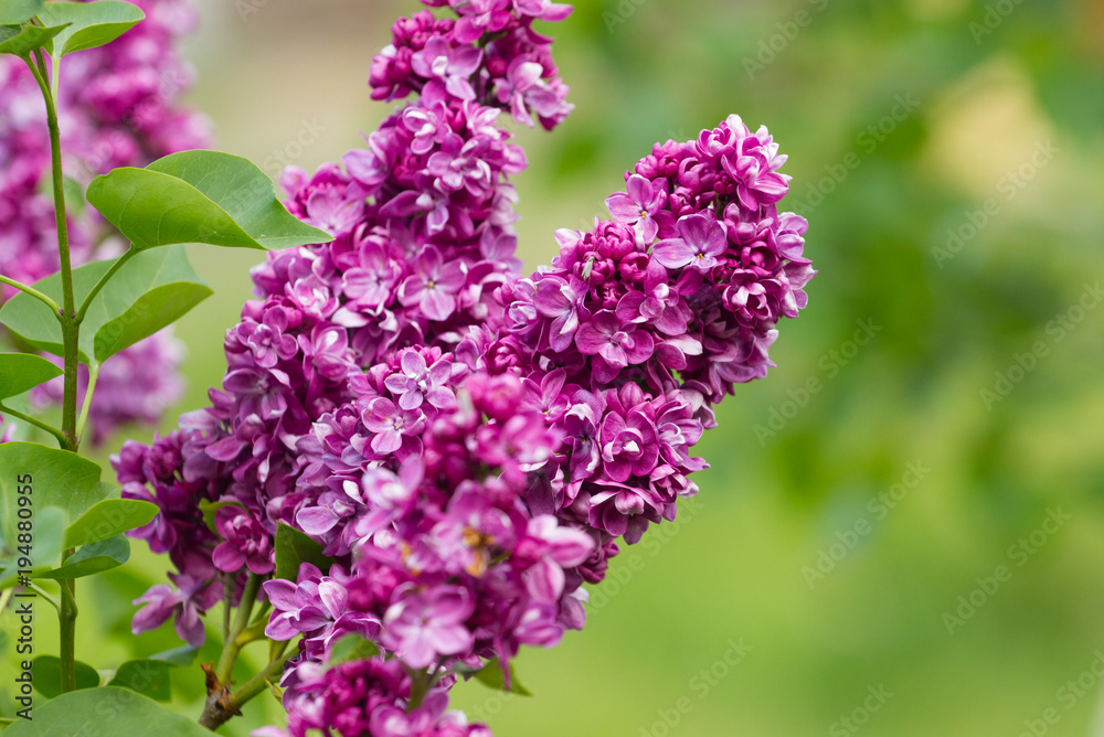 Lilac blossom flowers Lilac blossom flowers