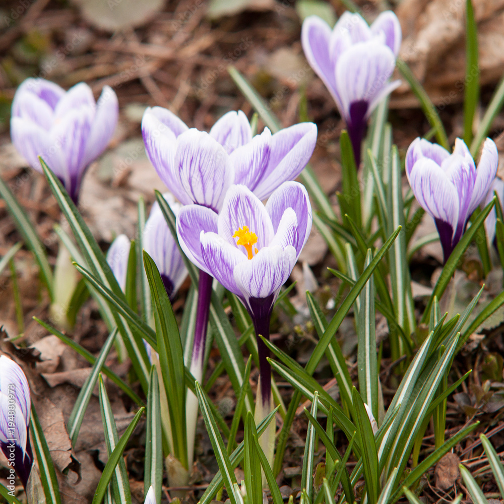 beautiful striped crocuses, the first to bloom in spring beautiful striped crocuses, the first to bloom in spring