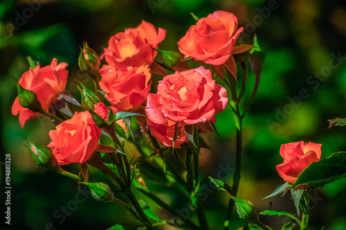 red roses on a green background