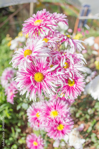 Pink flowers out of focus blurry background in winter