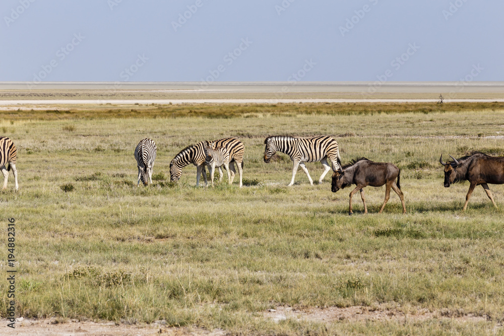 Fototapeta premium Streifengnu und Zebras, Blue Wildebeest and Zebras