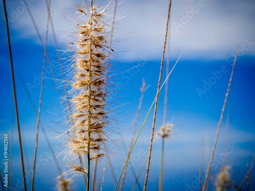 low level view of single bright  yellow reed against a blue sky background