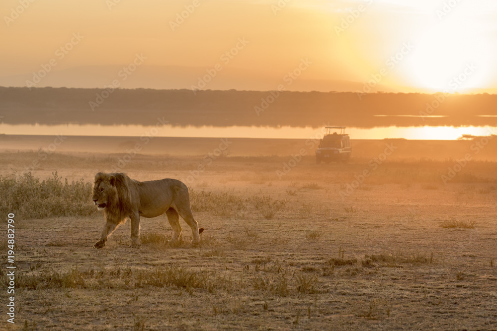 Fototapeta premium African lion free roaming portrait
