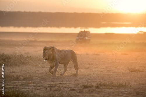 Fototapeta Naklejka Na Ścianę i Meble -  African lion free roaming portrait
