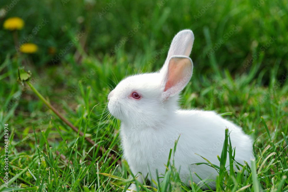 Little rabbit on the field in summer Little rabbit on the field in summer