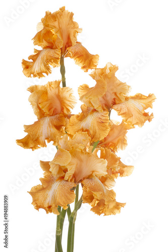 Fototapeta Naklejka Na Ścianę i Meble -  iris flower isolated
