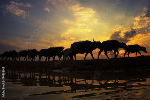 Silhouette sunset with lifestyle countryside Silhouette Animal husbandry in countryside Farmer with animal dark tone