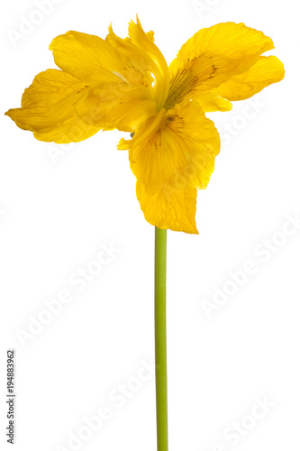 Fototapeta Naklejka Na Ścianę i Meble -  iris flower isolated