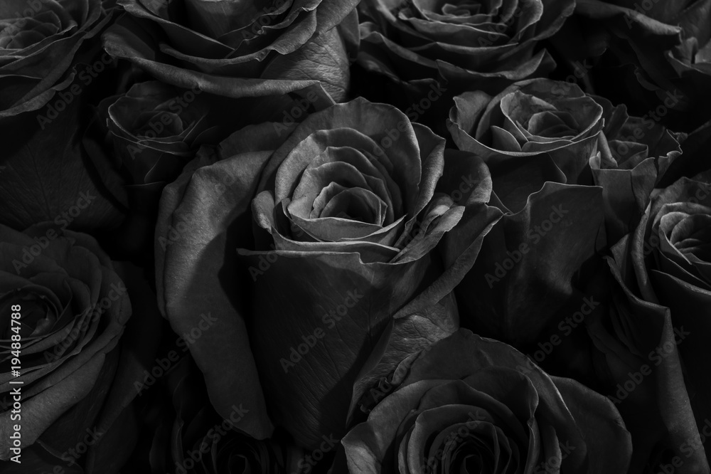 Obraz premium dark black roses
