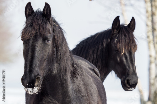 Portrait of a friesian horse on background winter