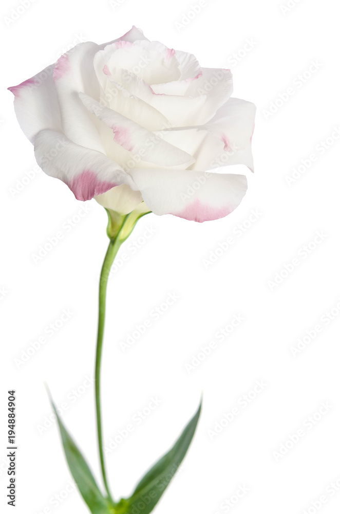 Beautiful Eustoma flower isolated on white background