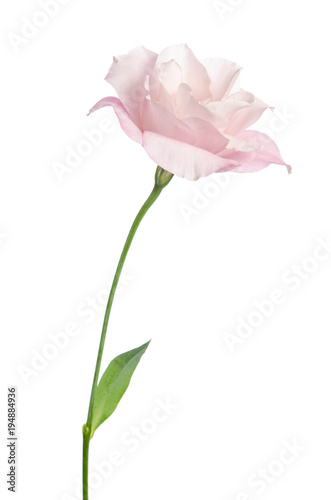 Fototapeta Naklejka Na Ścianę i Meble -  Beautiful Eustoma flower isolated on white background