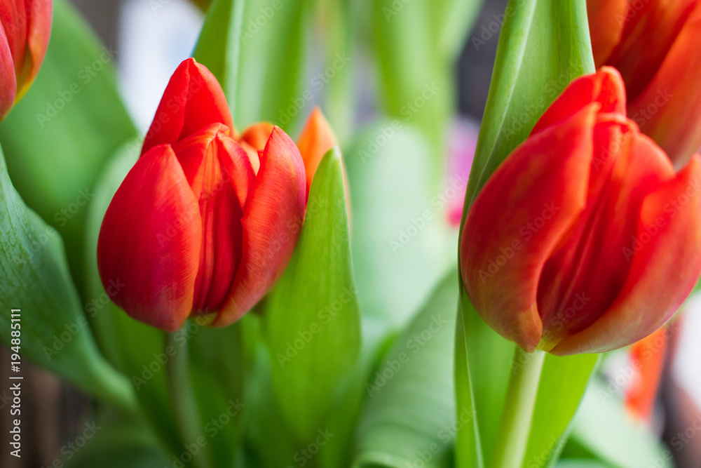 Fototapeta premium Red orange yellow tullips isolated bright colors in spring
