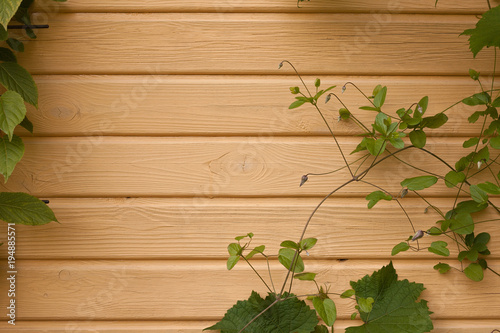 wooden wall with ivy