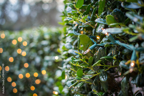 Fényképezés Christmas lights on bushes