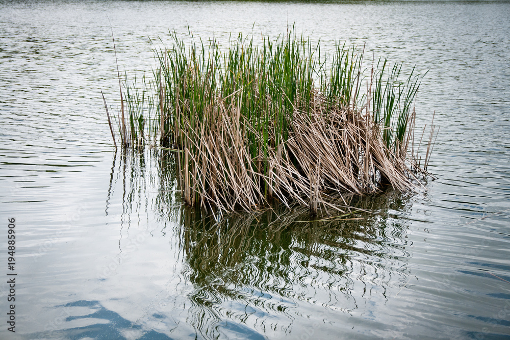 grass in the water grass in the water