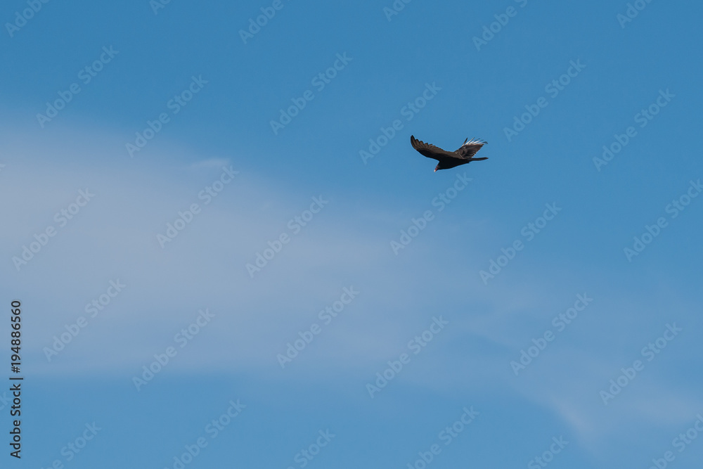 Fototapeta premium Turkey Vulture and cloud