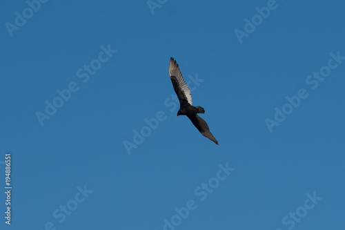 Turkey Vulture soaring