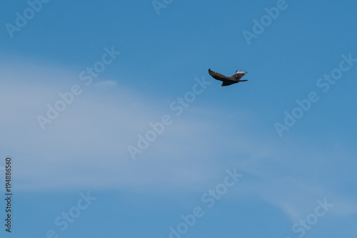 Turkey Vulture and cloud