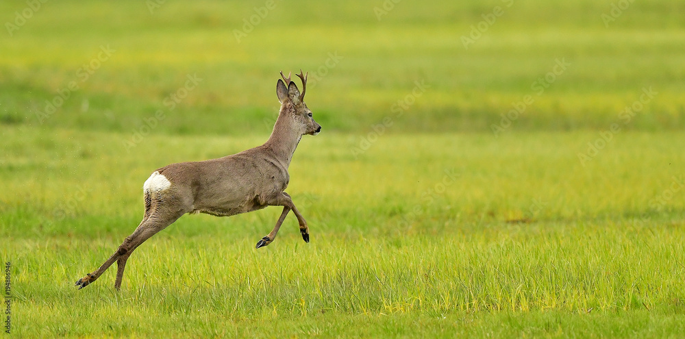 springender Rehbock im Grünen