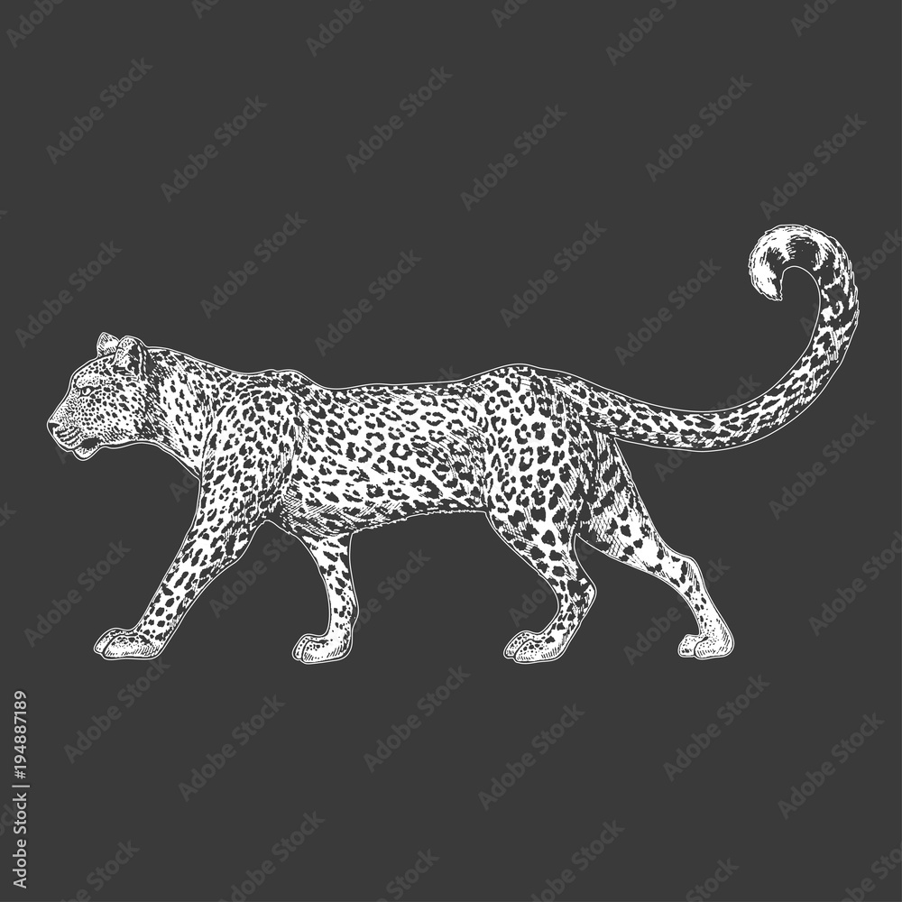 Zoo. African fauna. Puma, leopard, wild cat, coguar, mountain lion. Hand  drawn illustration for tattoo design, emblem, badge, t-shirt print.  Engraving of wild animal. Classic vintage style image. Stock Vector | Adobe
