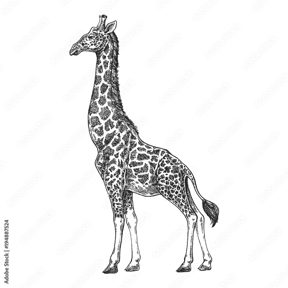 Giraffe. Camelopard. Zoo. African fauna. Hand drawn. Tattoo design. Engraving of wild animal for emblem, badge, tattoo, t-shirt print. Stock Vector