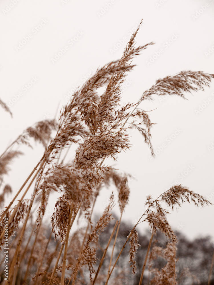 Obraz premium reeds outside with white sky snow background nature winter close up