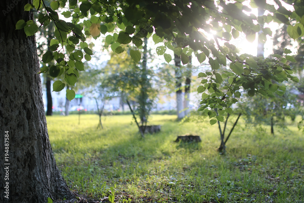 Fototapeta premium park leaf sun