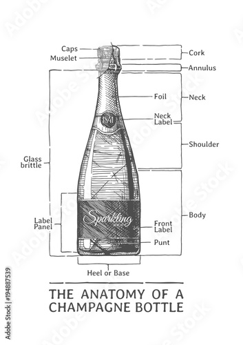 Hand drawn Illustration of Champagne bottle
