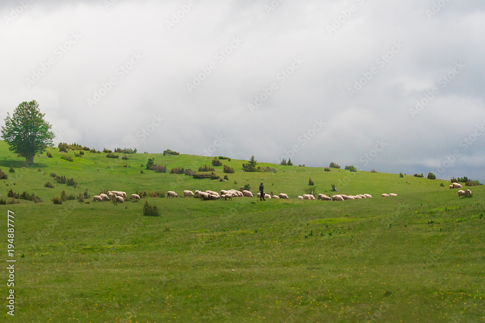 Fototapeta premium sheep от the meadow in the mountains. Montenegro