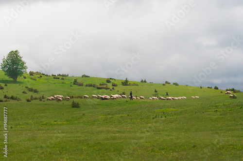 sheep от the meadow in the mountains. Montenegro © Elena