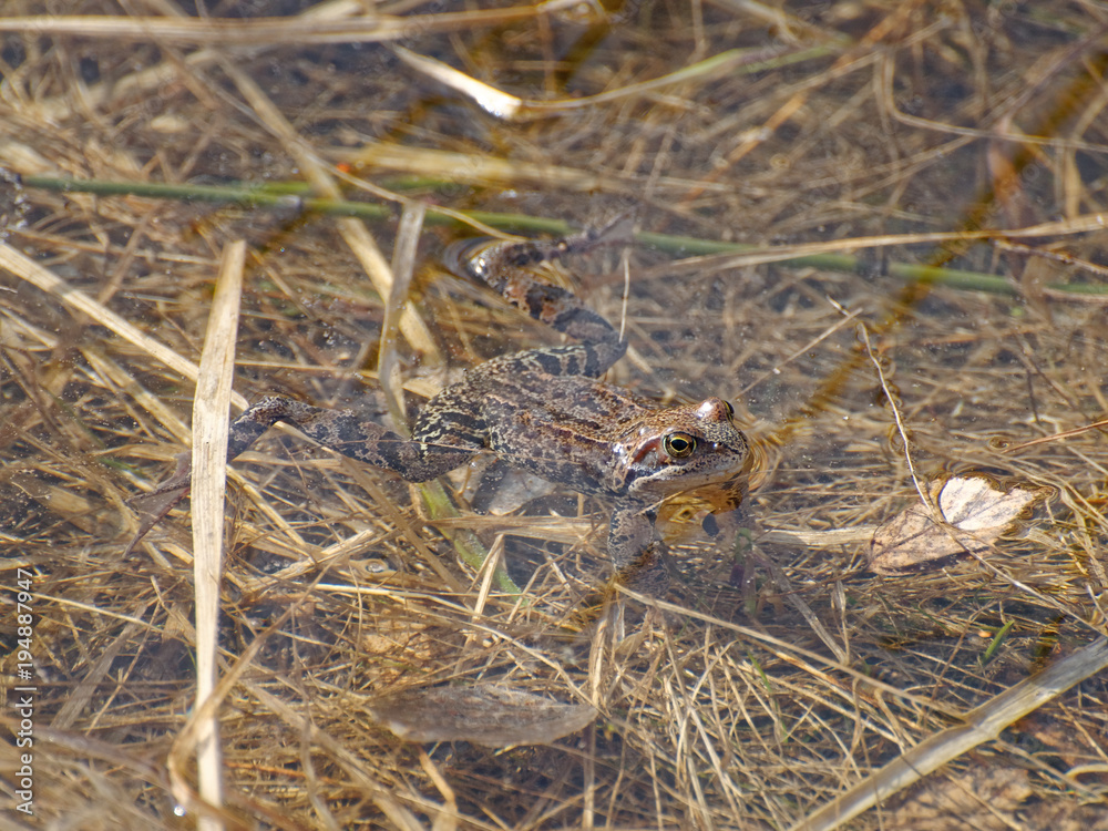 Probably European common brown frog Rana temporaria sunbathing in puddle at sunny day
