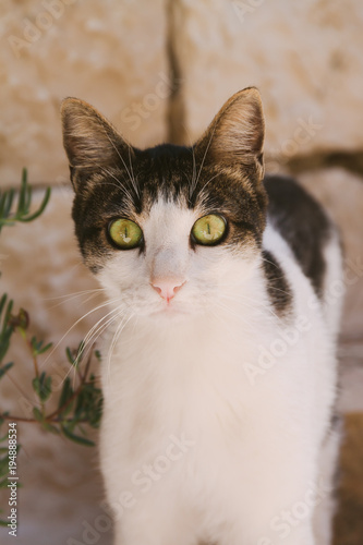 Cat with large eyes looking straight © Ekaterina Senyutina