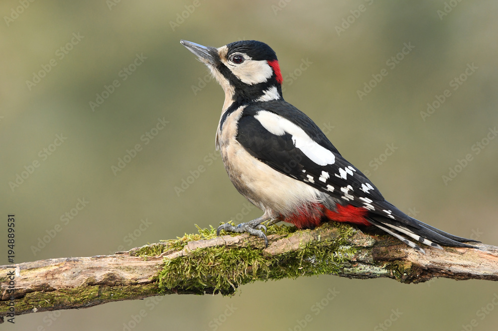 Great Spotted Woodpecker (Dendrocopos major) Great Spotted Woodpecker (Dendrocopos major)