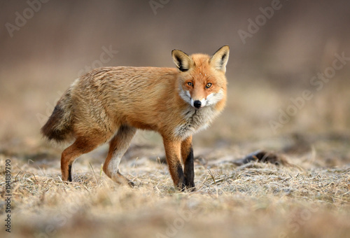 Fox  Vulpes vulpes 