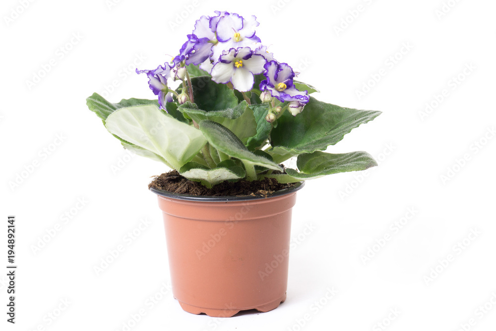 violaceous in a plastic pot, isolate on a white background