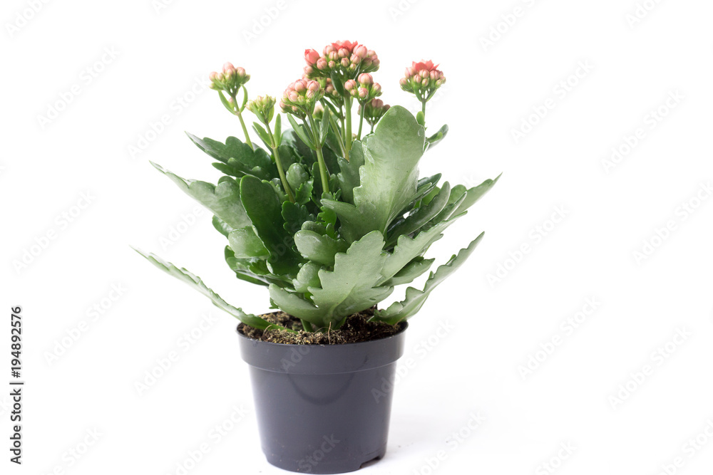 red kolanchoe in a plastic pot, isolate on a white background