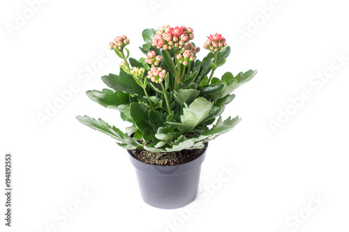 red kolanchoe in a plastic pot, isolate on a white background