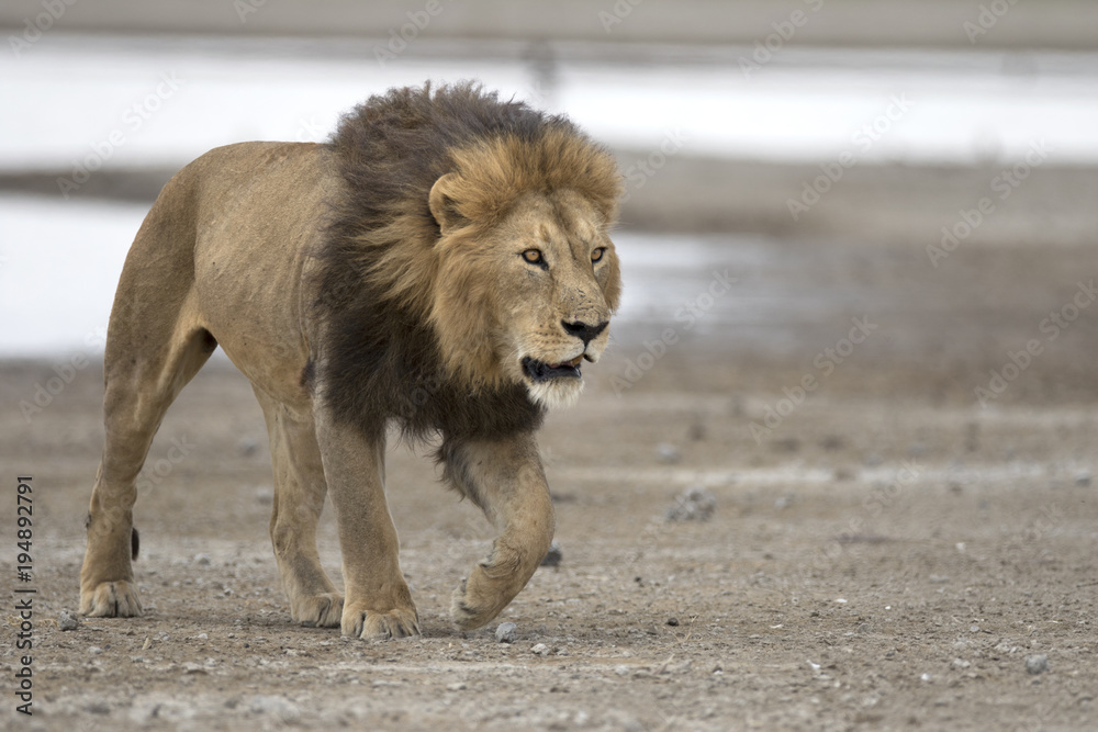 Fototapeta premium Portret dzikiego lwa afrykańskiego