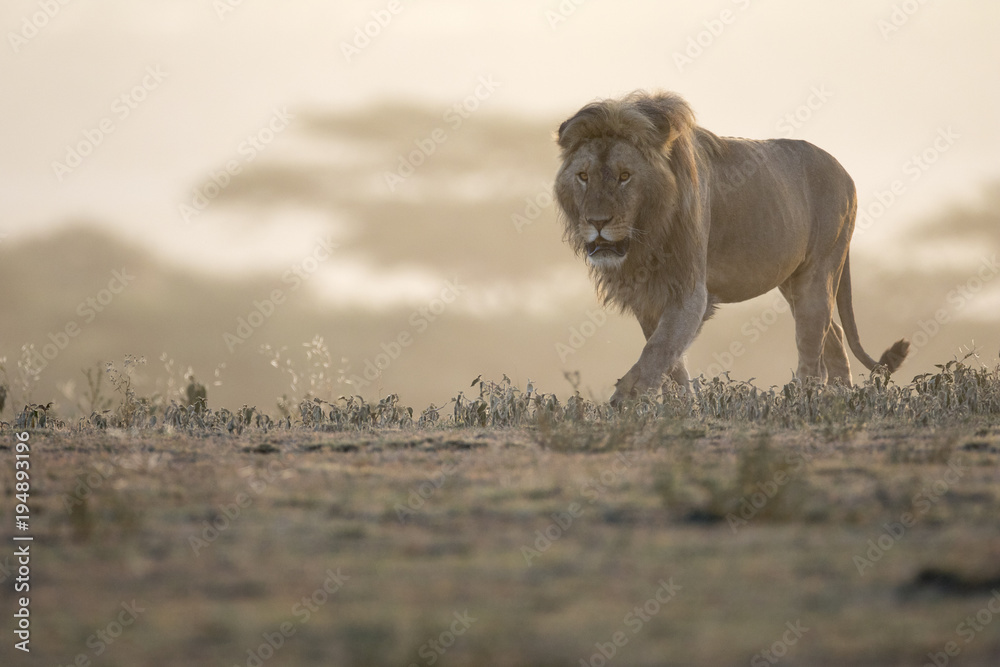 Fototapeta premium Portret dzikiego lwa afrykańskiego na wolnym wybiegu