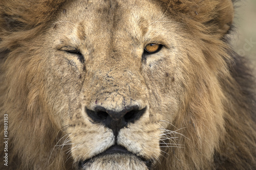 Portrait of free ranging wild african lion © Pedro Bigeriego
