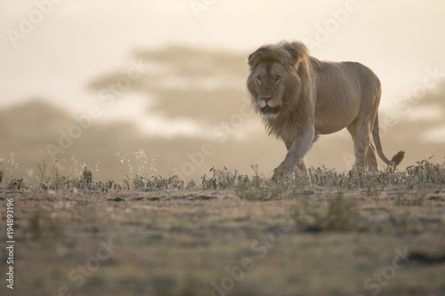 Portrait of free ranging wild african lion