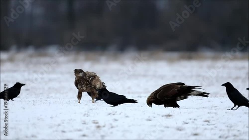 Kolkraben ägern Seeadler und Steinadler