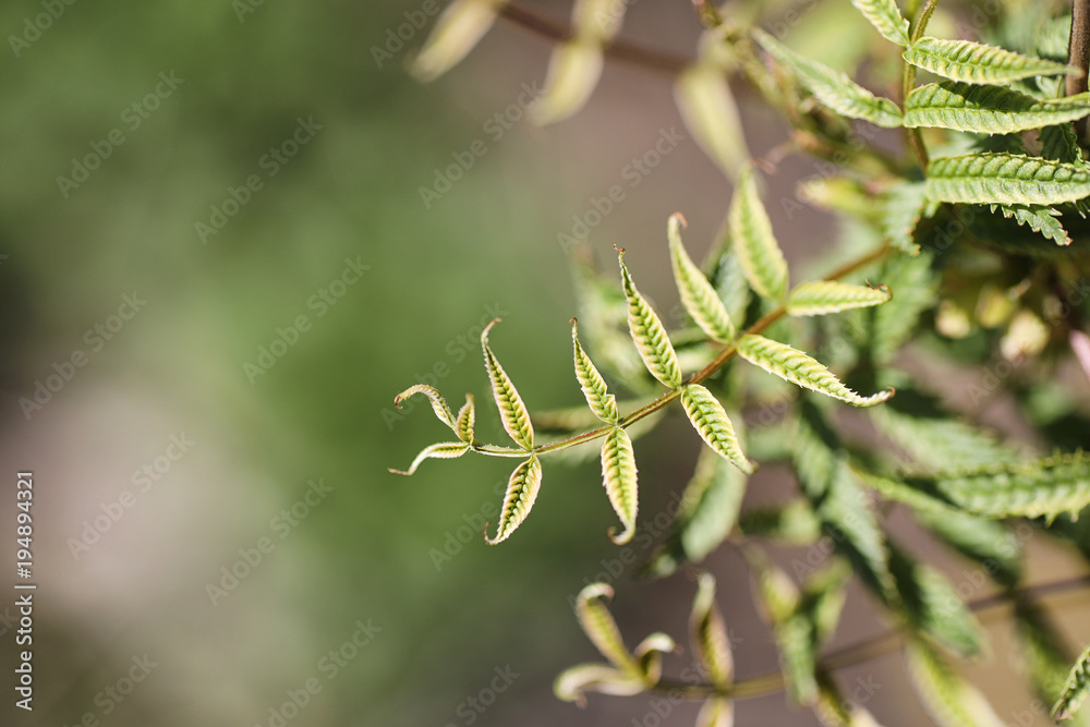 Spring nature. Leaves and bushes with the first green leaves in Spring nature. Leaves and bushes with the first green leaves in