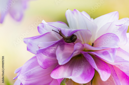 spring dalhia snail on blossom photo