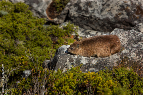 A Dassie (Rock Hyrax - Procavia capensis) is resting on a Rock on Top of the Table Mountain