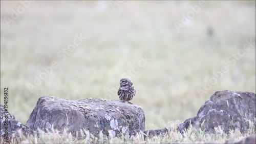 Steinkauz rufend, Little Owl, athene noctua, Adult in Flight,